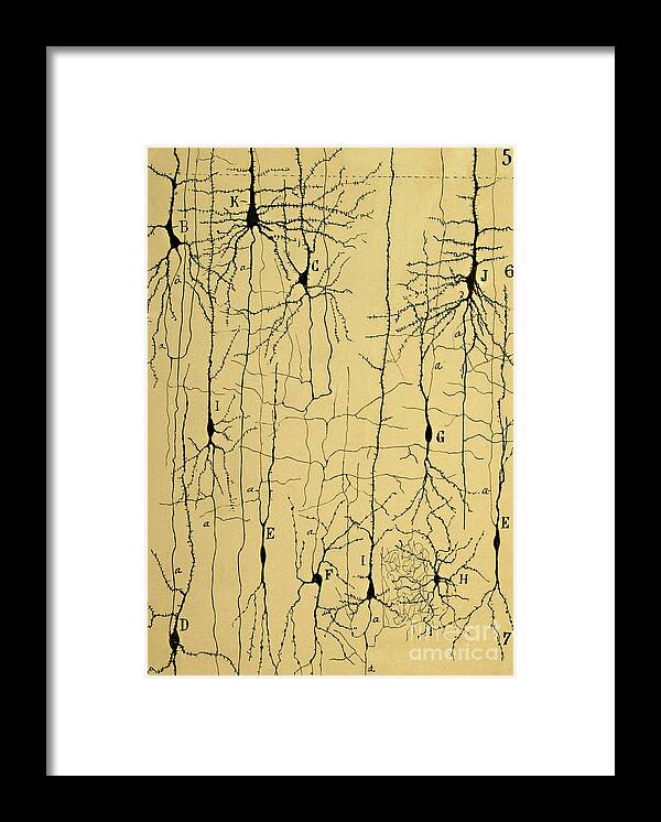 Science Framed Print featuring the photograph Cajal Drawing of Microscopic Structure of the Brain 1904 by Science Source