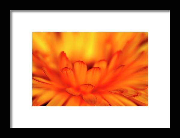 Calendula Flower Orange Yellow Fire Burning Close-up Garden Spring Summer Framed Print featuring the photograph Calendula by Ian Sanders