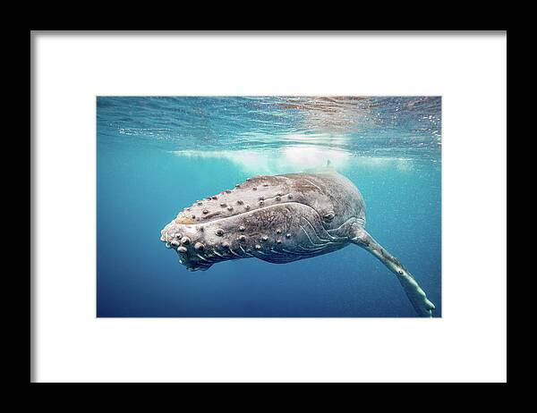 Whale Framed Print featuring the photograph Calf Greeting by Drew Sulock