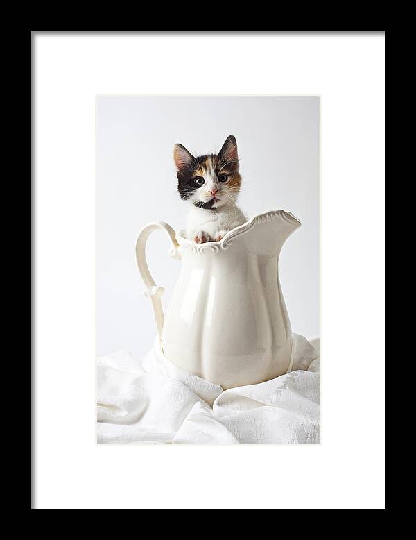 Calico Kitten White Pitcher Framed Print featuring the photograph Calico kitten in white pitcher by Garry Gay