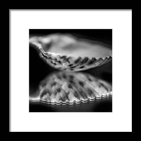 Scallop Framed Print featuring the photograph Calico Scallop b/w by Hermes Fine Art