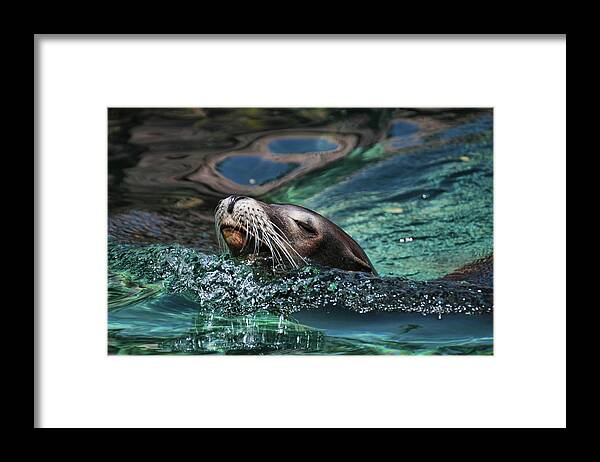 Seal Framed Print featuring the photograph California Dreaming by Allen Beatty