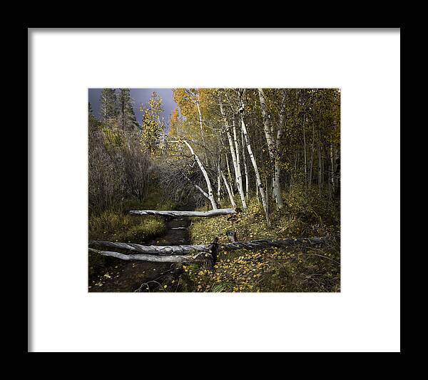 Aspen Framed Print featuring the photograph California Gold by Dusty Wynne