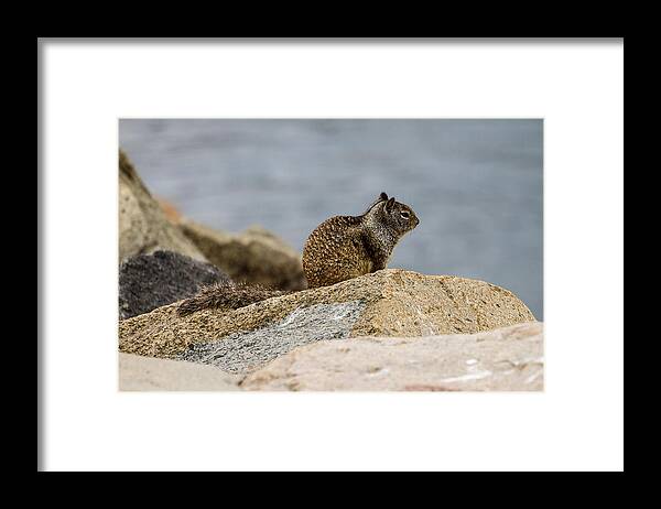 Squirrel Framed Print featuring the photograph California Ground Squirrel by Ben Graham