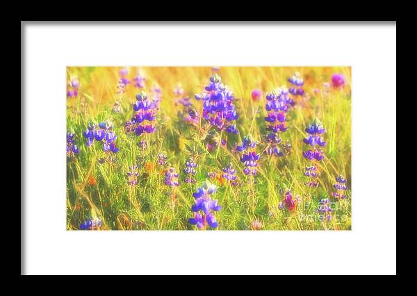 Lupines Framed Print featuring the photograph California Lupines Redux by Gus McCrea