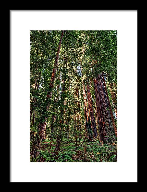 Mountains Framed Print featuring the photograph California Mountains - Crowded Redwoods by Dan Carmichael