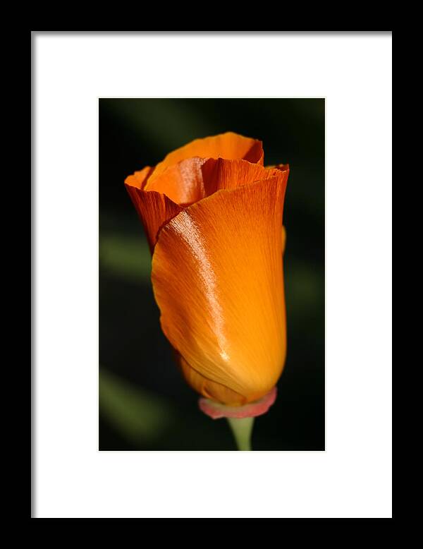 California Framed Print featuring the photograph California Poppy by Jeff Floyd CA