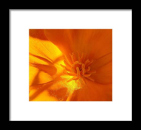 Flowers Framed Print featuring the photograph California Poppy by Liz Vernand