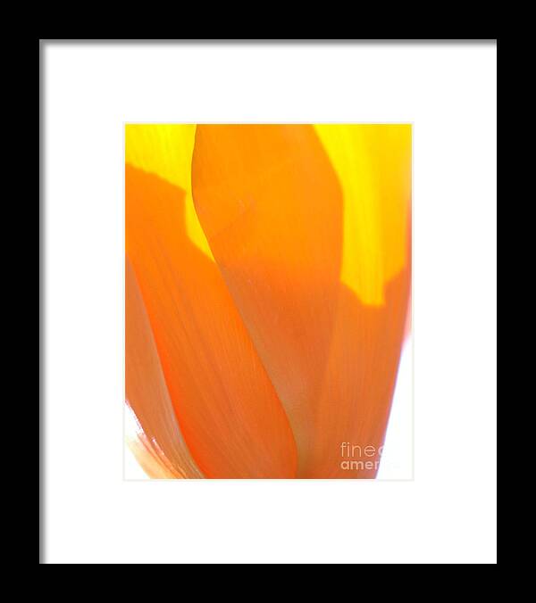 California Scenes Framed Print featuring the photograph California Poppy by Norman Andrus