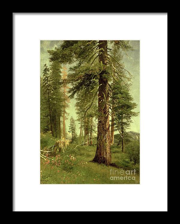 California Framed Print featuring the painting California Redwoods by Albert Bierstadt