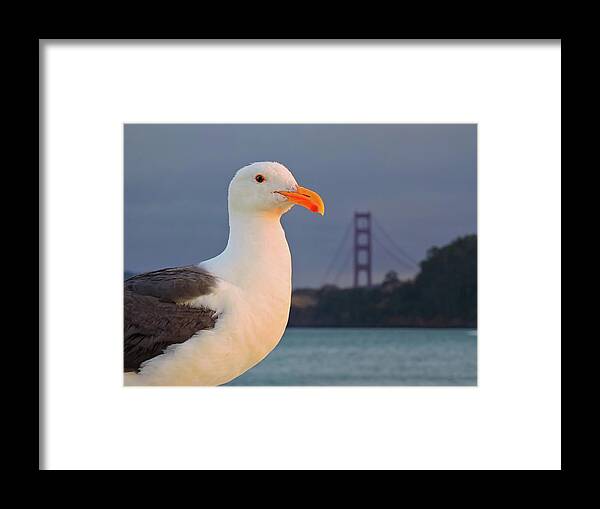 Seagull Framed Print featuring the photograph California Seagull by Connor Beekman