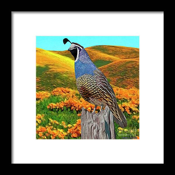 California Quail Framed Print featuring the digital art California State Bird and Flower by Walter Colvin