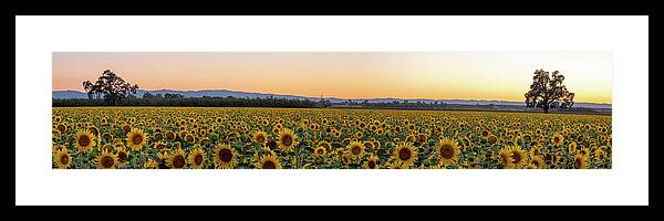 Sunflowers Framed Print featuring the photograph California Sunflowers-Panorama by Robin Mayoff