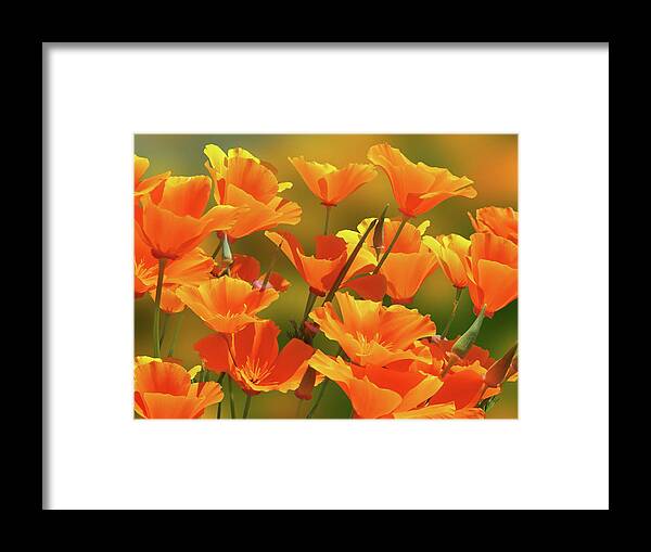 California Poppies Framed Print featuring the photograph California Sunshine by Gill Billington