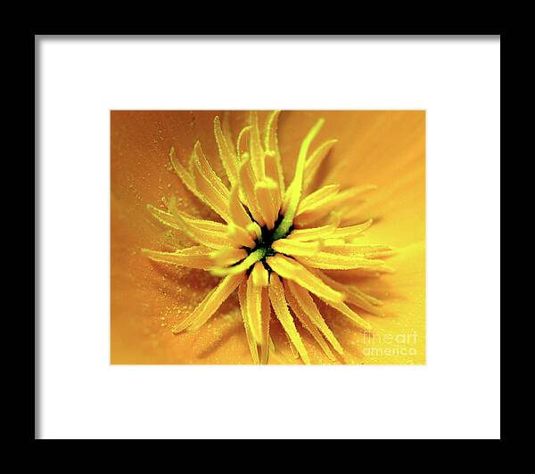 Californian Framed Print featuring the photograph Californian Poppy Macro by Stephen Melia