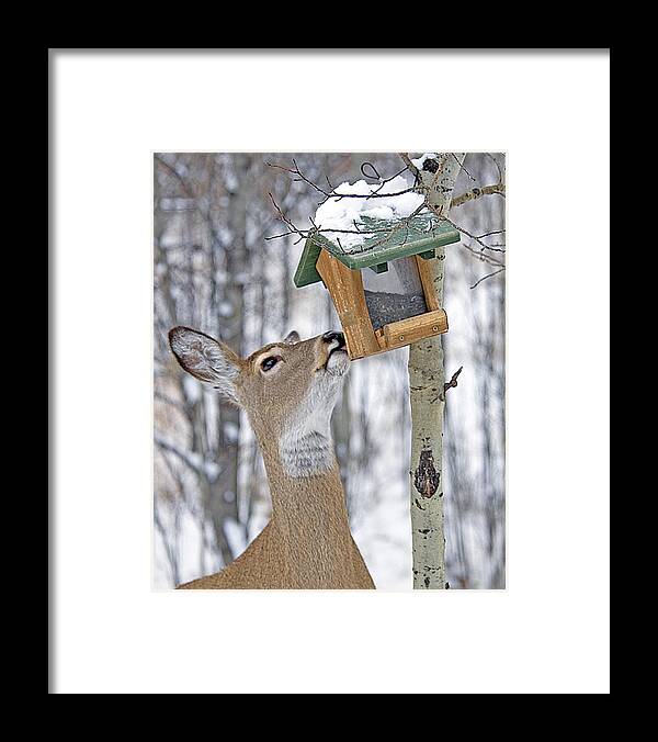 Deer Framed Print featuring the photograph Call Me Tweety by Gary Beeler