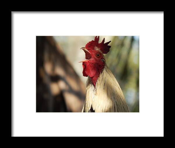 Rooster Chicken Wildlife Animals Birds Alert Warning Signal Habitat Framed Print featuring the photograph Call To Attention by Jan Gelders