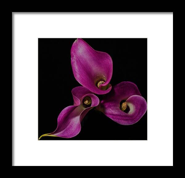 Lily Framed Print featuring the photograph Calla Lilies #1 by John Roach