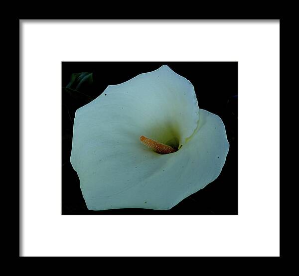 India Framed Print featuring the photograph Calla Lily at Ooty, India by Misentropy
