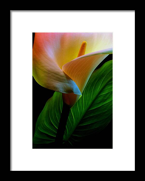 Calla Lily Framed Print featuring the photograph Calla Lily by Dung Ma