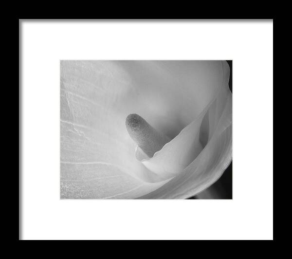 Flower Framed Print featuring the photograph Calla Lily by John Roach