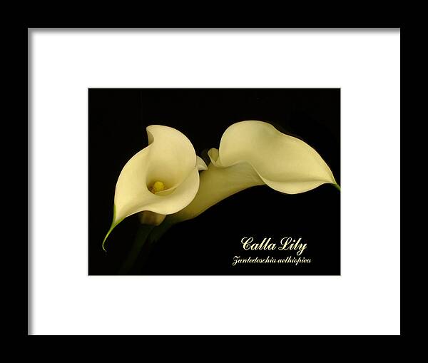 Calla Lily Framed Print featuring the photograph Calla by Thomas Pipia