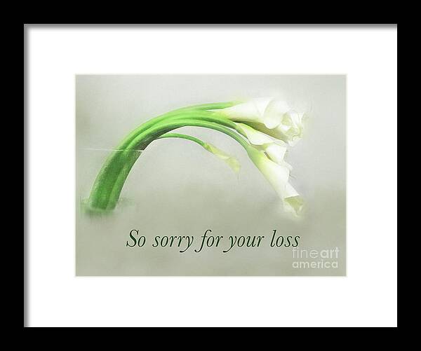 Callas Framed Print featuring the photograph Calla Thoughts by Marilyn Cornwell