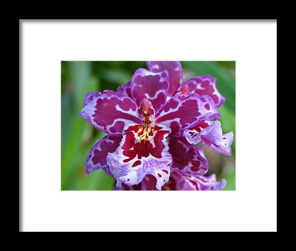 Georgia Framed Print featuring the photograph Cambria Orchid by Juergen Roth