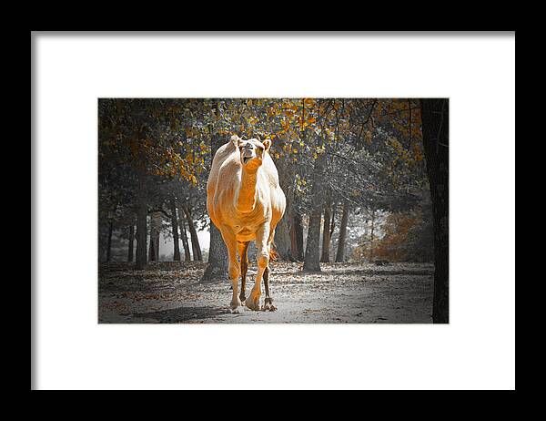 Camel Framed Print featuring the photograph Camel by Douglas Barnard
