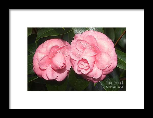 Flowers Framed Print featuring the photograph Camelia japonica 'Alice Stakes' by Ann Jacobson
