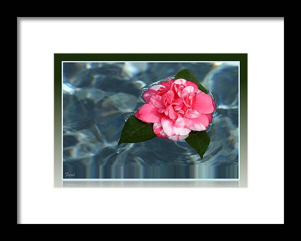 Camelia Framed Print featuring the photograph Camelia on Water by Farol Tomson