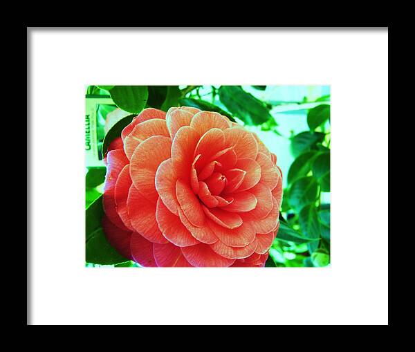 Bella ! Camellia. Framed Print featuring the photograph Camellia by Nereida Slesarchik Cedeno Wilcoxon