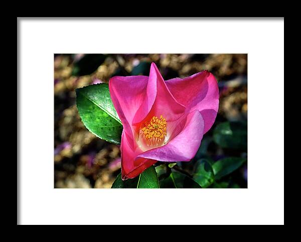 Camellia. Flower Framed Print featuring the photograph Camellia - Tulip Time 001 by George Bostian