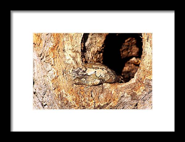 Nature Framed Print featuring the photograph Camouflaged Tree Frog by Sheila Brown