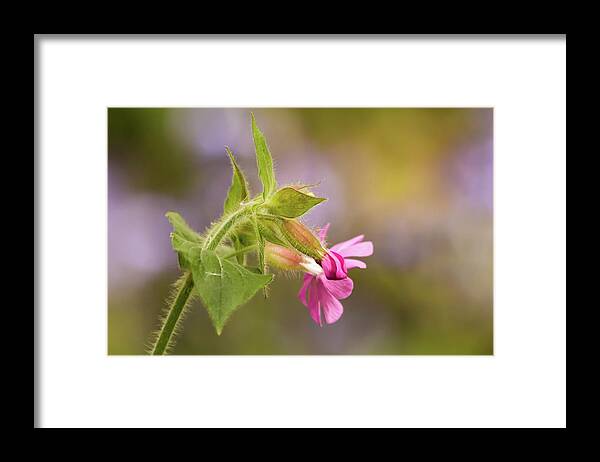 Nature Framed Print featuring the photograph Campion and Blue by Wendy Cooper