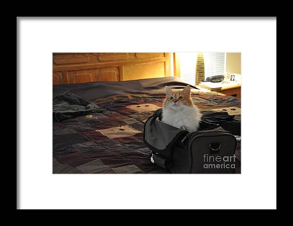 Cat Framed Print featuring the photograph Can I Go Too by John Black
