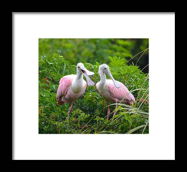 Florida Framed Print featuring the photograph Can you hear me now by Richard Bryce and Family