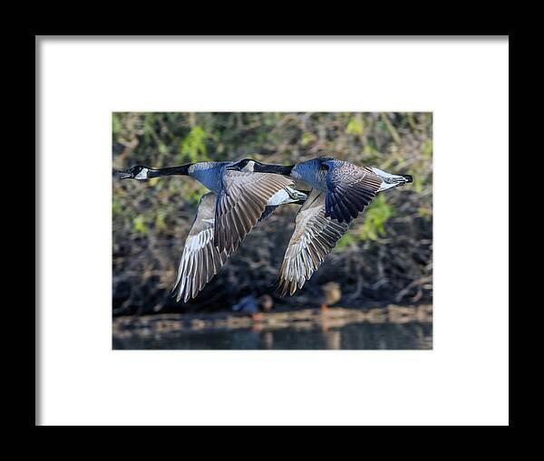 Canada Framed Print featuring the photograph Canada Geese 1733-011917-1cr by Tam Ryan