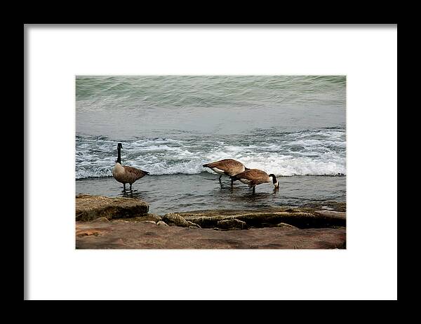 Nature Framed Print featuring the photograph Canada Geese Feeding by Kathleen Stephens