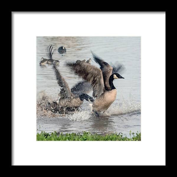 Canada Framed Print featuring the photograph Canada Geese Fight 3975-012618-4cr by Tam Ryan