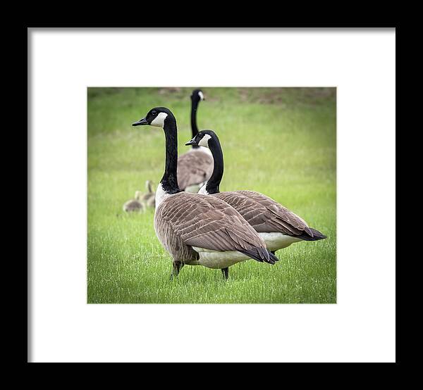 Canada Framed Print featuring the photograph Canada Geese by Richard Goldman