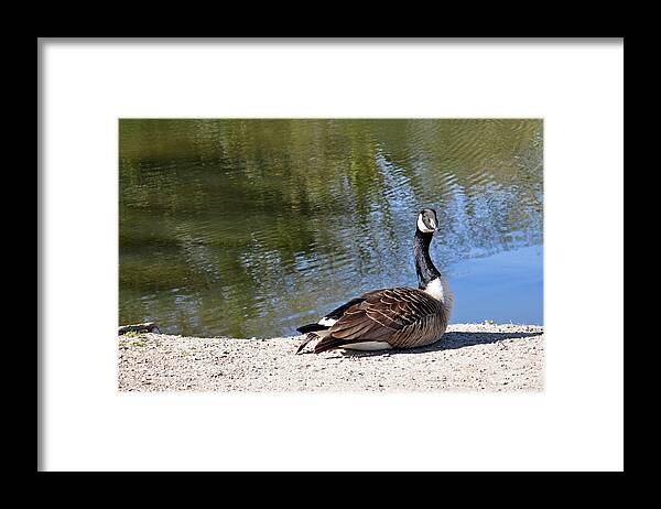Canada Goose Framed Print featuring the photograph Canada Goose, Basking In The Sun by Rod Johnson