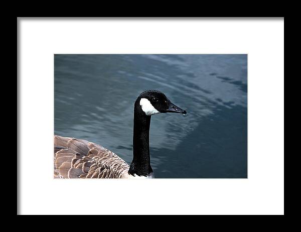 Canada Goose Framed Print featuring the photograph Canada Goose by Jean Evans