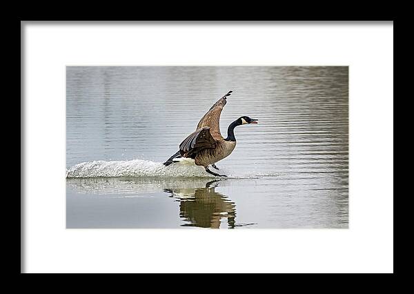 Canada Goose Framed Print featuring the photograph Canada Goose Landing by Inge Riis McDonald