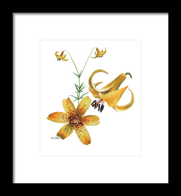 Canada Lily Framed Print featuring the painting Canada Lily Composition by Betsy Gray