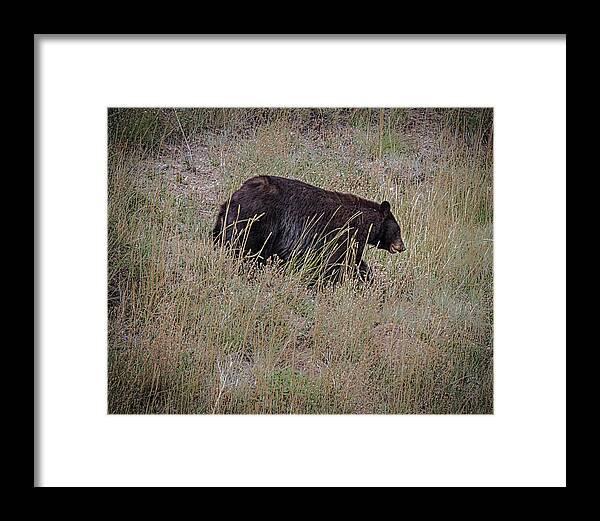 Black Bear Framed Print featuring the photograph Canadian Black Bear by Ronald Lutz