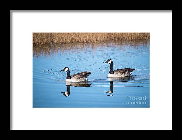 Canadian Framed Print featuring the photograph Canadian Geese Couple by Dianne Phelps