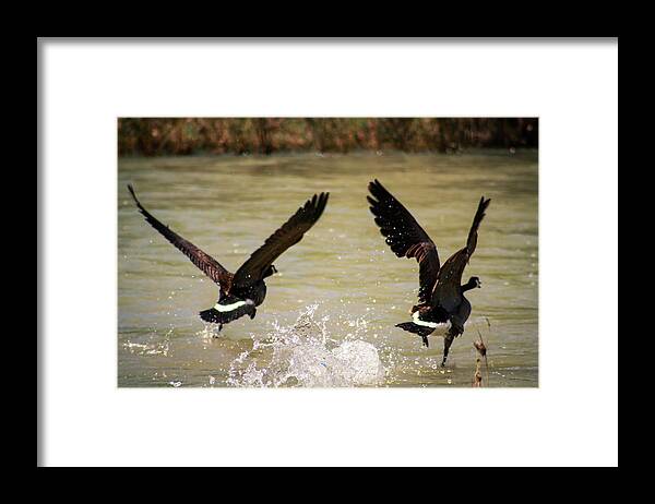 Canadian Geese Framed Print featuring the photograph Canadian Geese by Dr Janine Williams