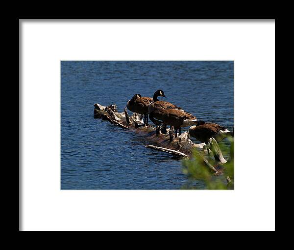 Animals Framed Print featuring the photograph Canada Goose Family Line-up by Richard Thomas