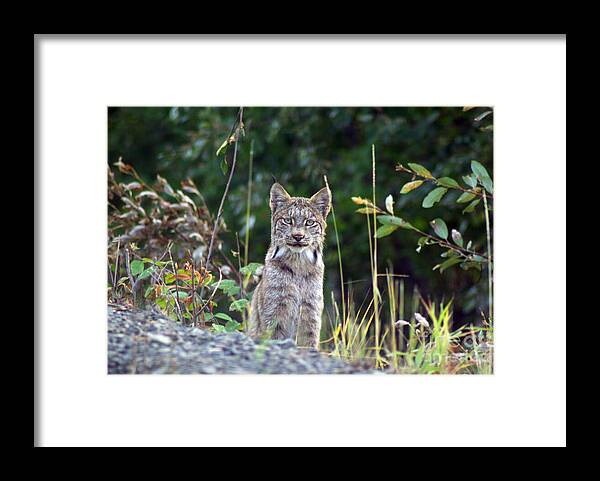 Lynx Framed Print featuring the photograph Canadian Lynx by Louise Magno